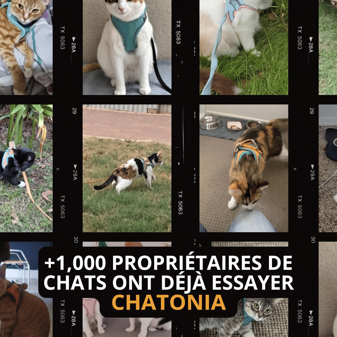 Harnais Anti-Fugue & Laisse Chatonia — Velours doux