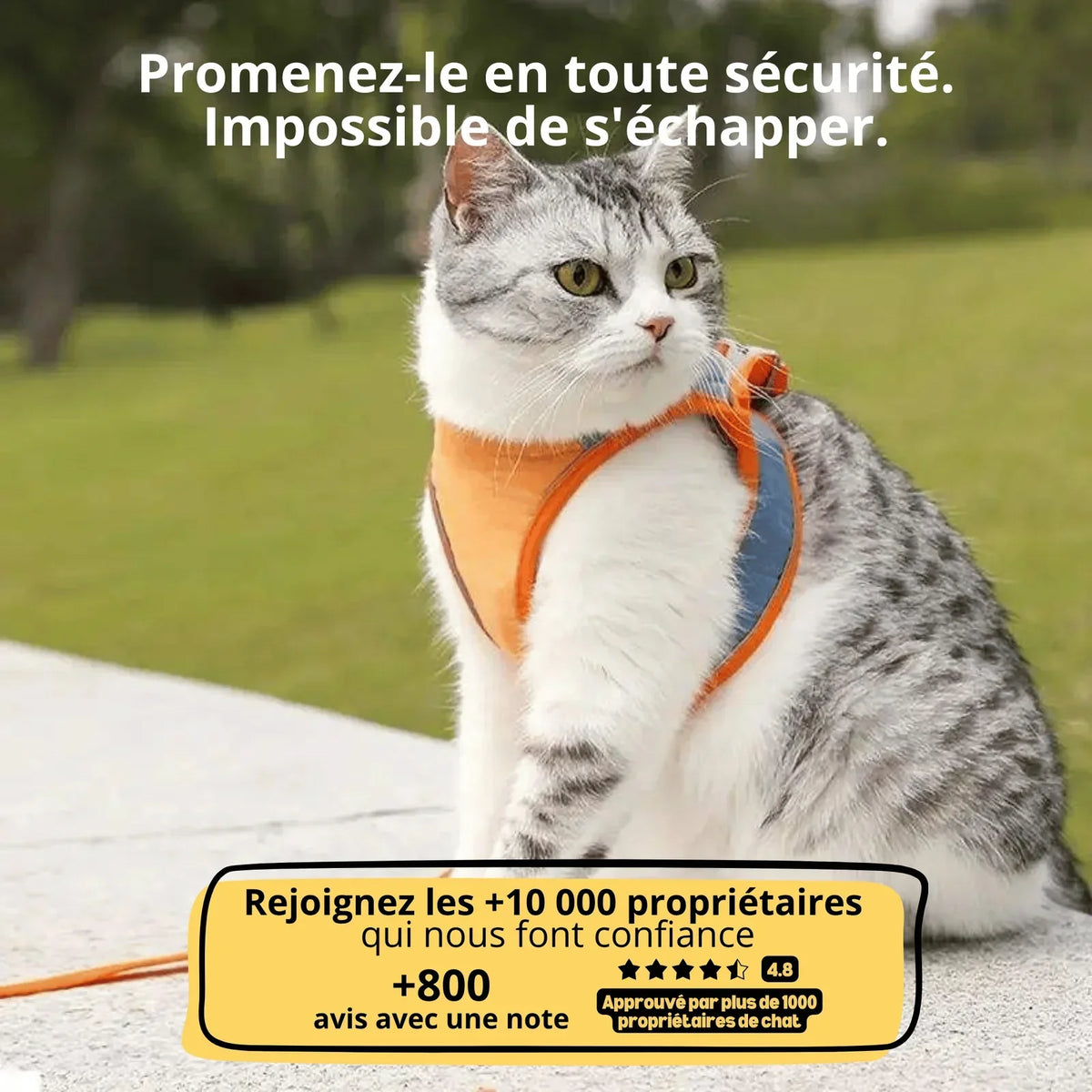 Harnais Anti-Fugue & Laisse Chatonia — Velours doux