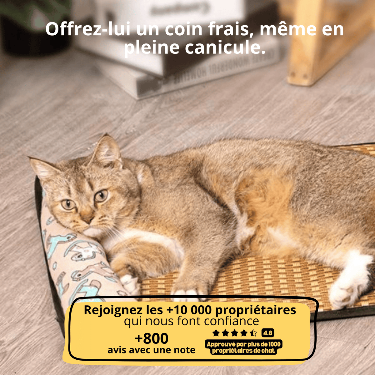 Tapis Rafraîchissant Chatonia — Fraîcheur d'été sans gel