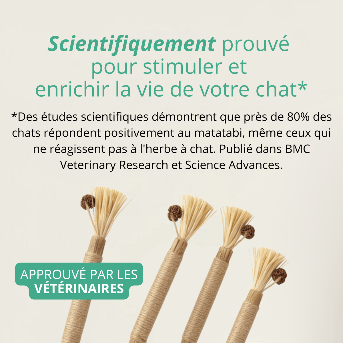Bâtonnets Matatabi Chatonia — Soin dentaire 100 % naturel