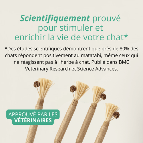 Bâtonnets Matatabi Chatonia — Soin dentaire 100 % naturel