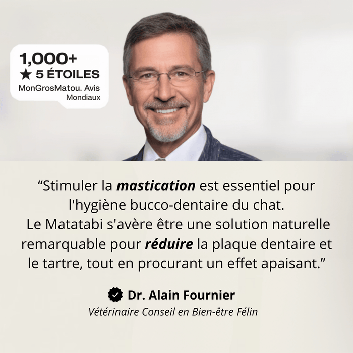 Bâtonnets Matatabi Chatonia — Soin dentaire 100 % naturel
