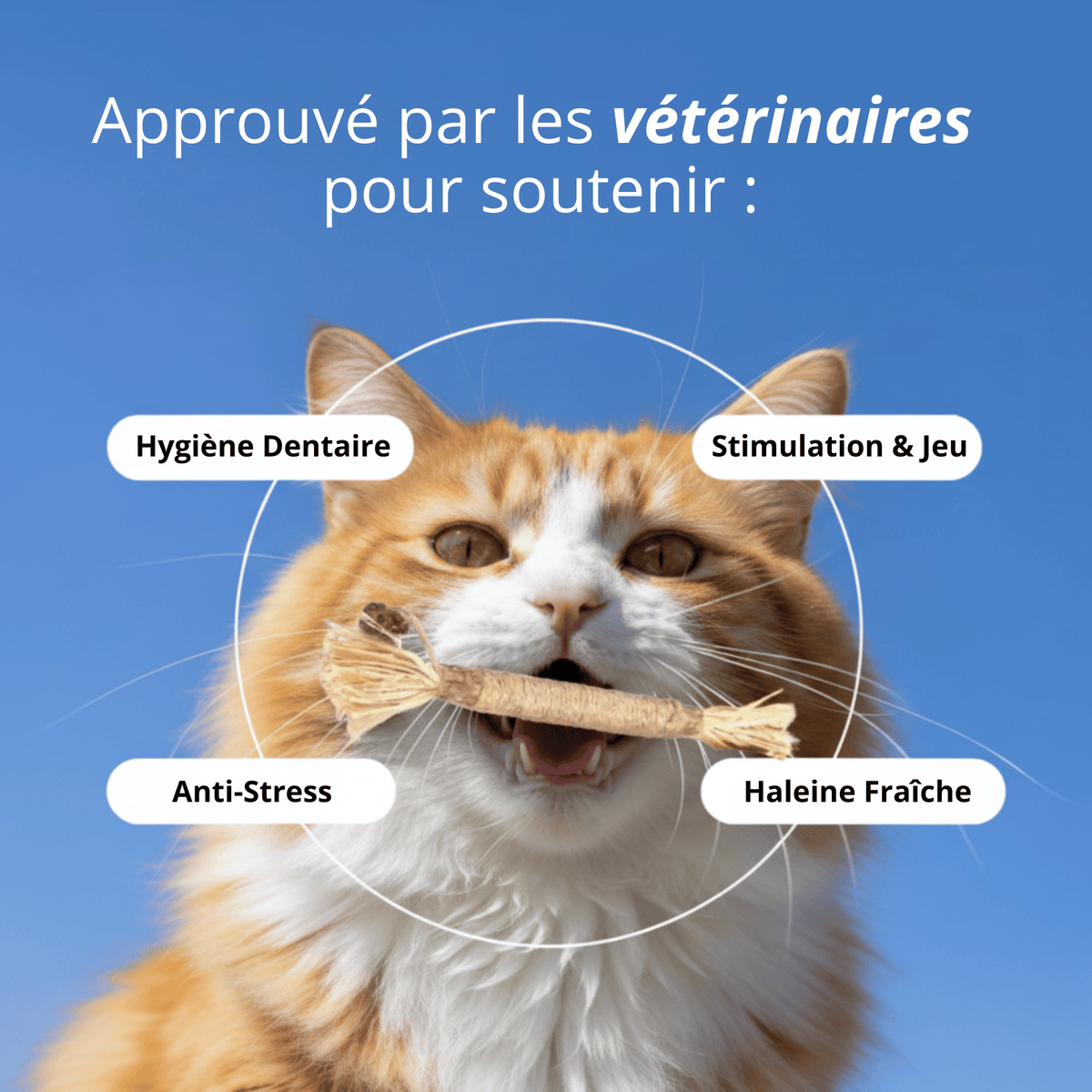 Bâtonnets Matatabi Chatonia — Soin dentaire 100 % naturel