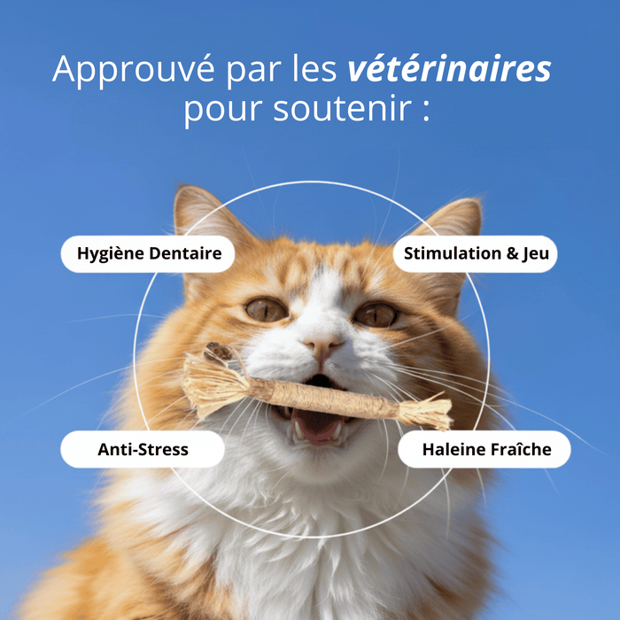 Bâtonnets Matatabi Chatonia — Soin dentaire 100 % naturel