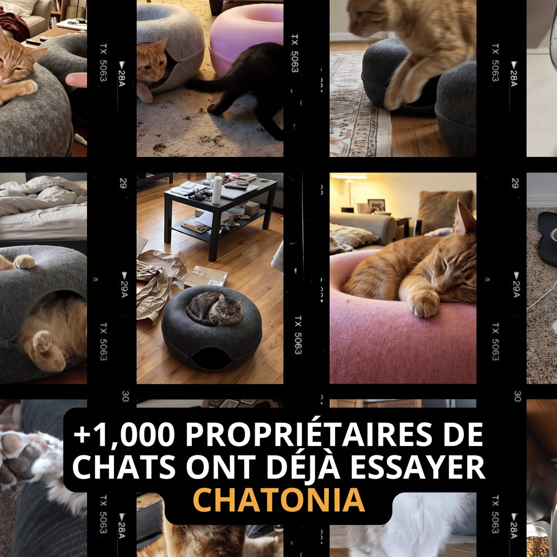 La Grotte Chatonia — Lit, Tunnel & Griffoir tout-en-un