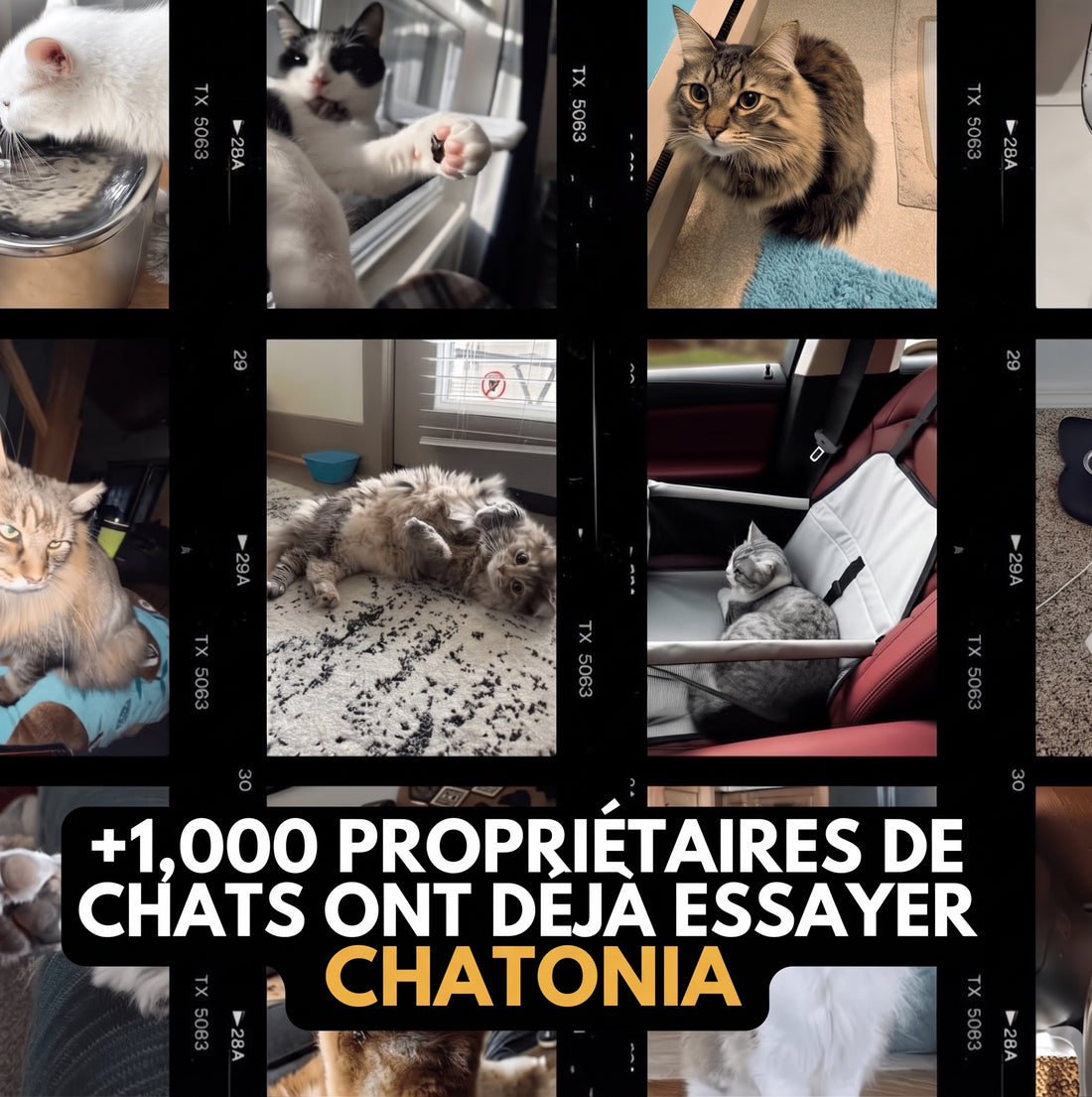 Siège Auto Confort Chatonia — Voyagez sans stress